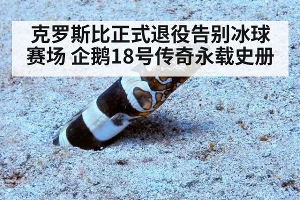 克罗斯比正式退役告别冰球赛场 企鹅18号传奇永载史册